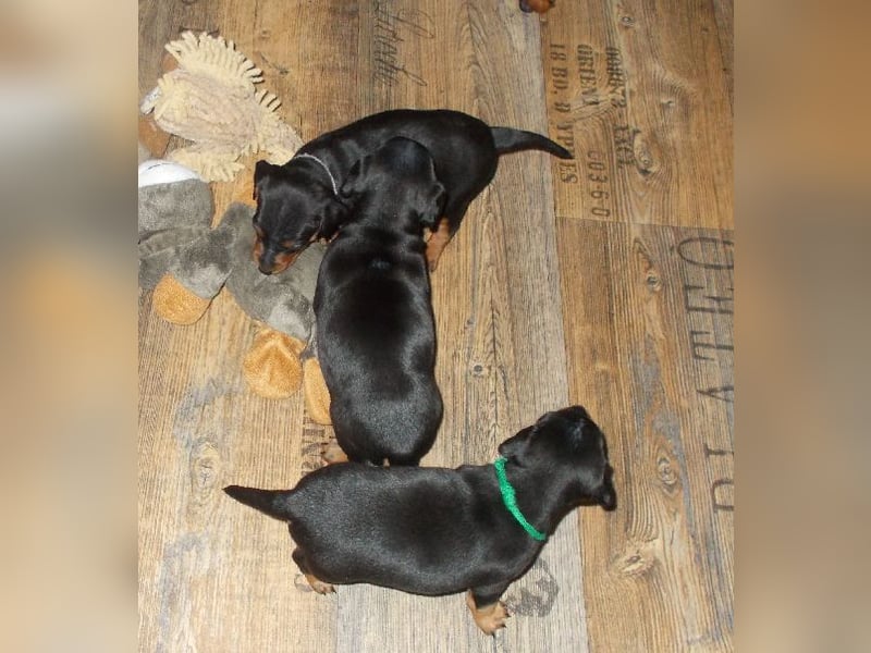 Welpe Rüde Schwarz-rot