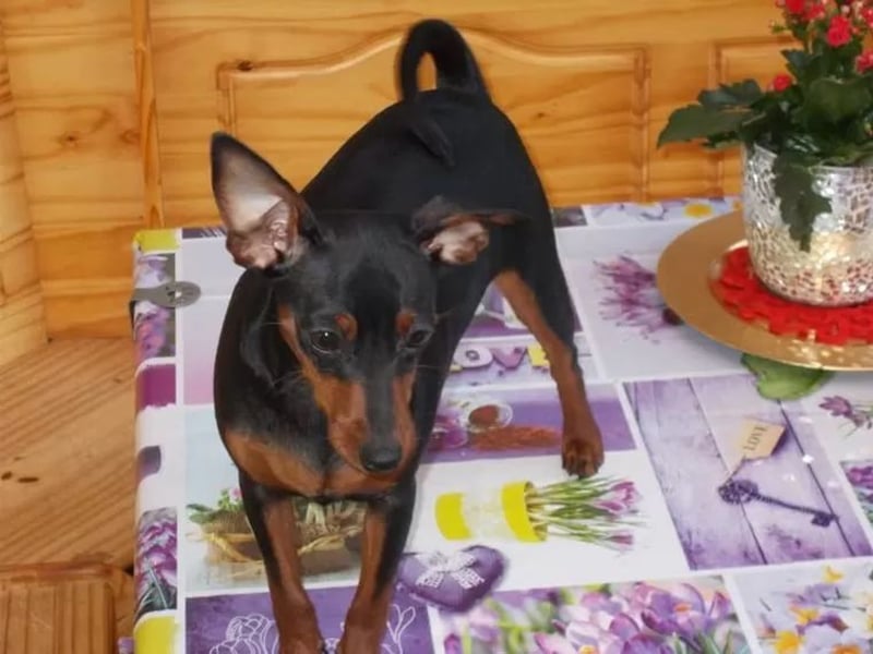 Welpe schwarz-rot Rüde