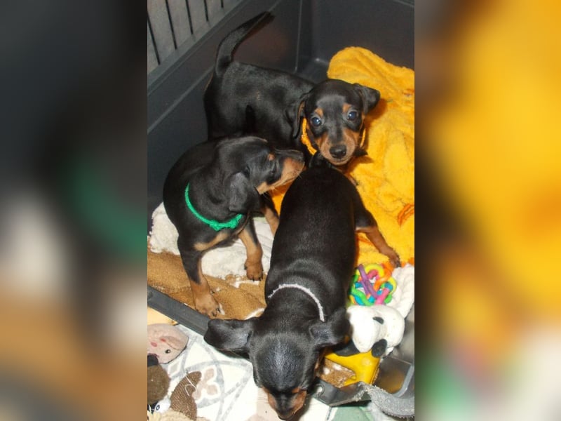 Welpe schwarz-rot Rüde