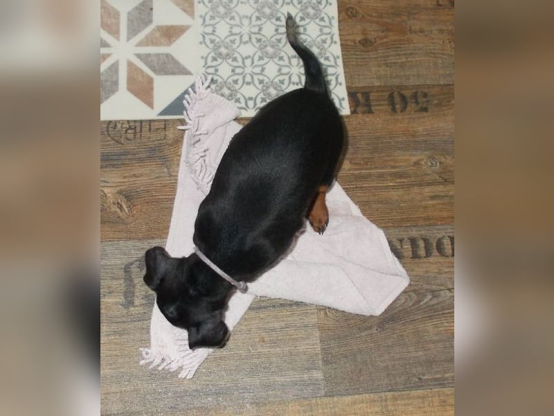 Welpe schwarz-rot Rüde