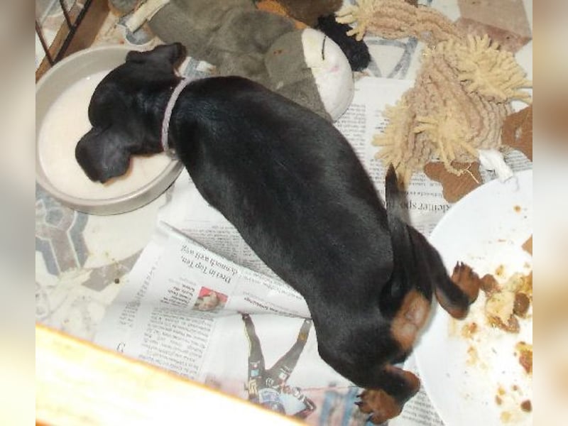 Welpe schwarz-rot Rüde