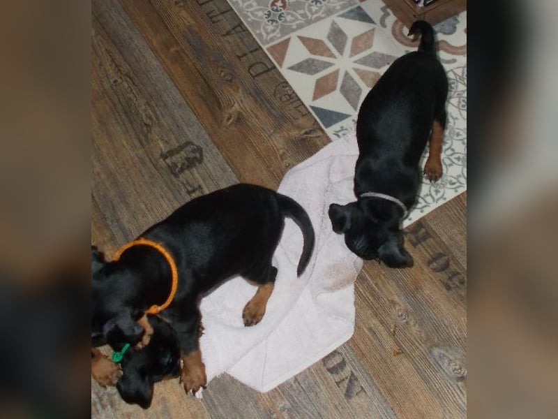 Welpe schwarz-rot Rüde