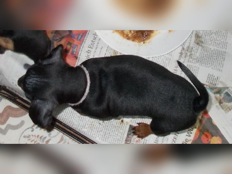 Welpe schwarz-rot Rüde