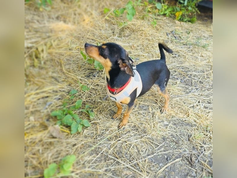 Dobri ein kleiner Pinscher
