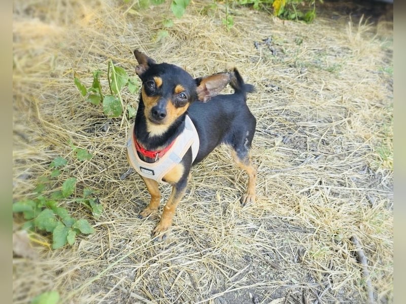 Dobri ein kleiner Pinscher