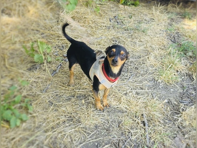 Dobri ein kleiner Pinscher