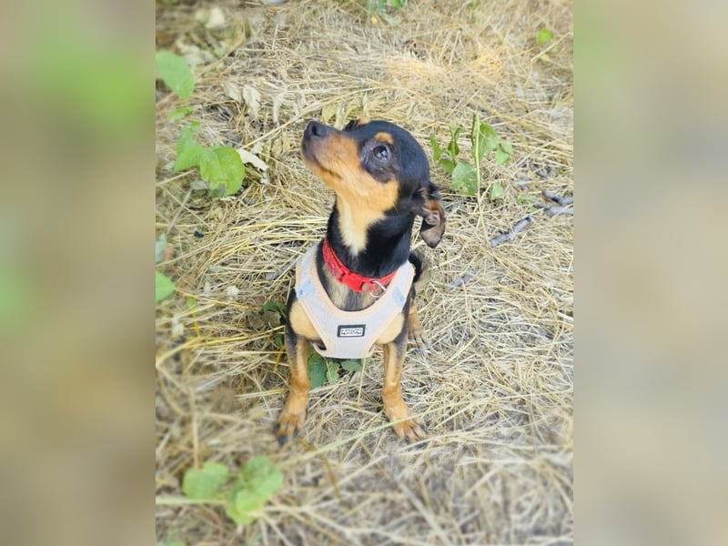Dobri ein kleiner Pinscher