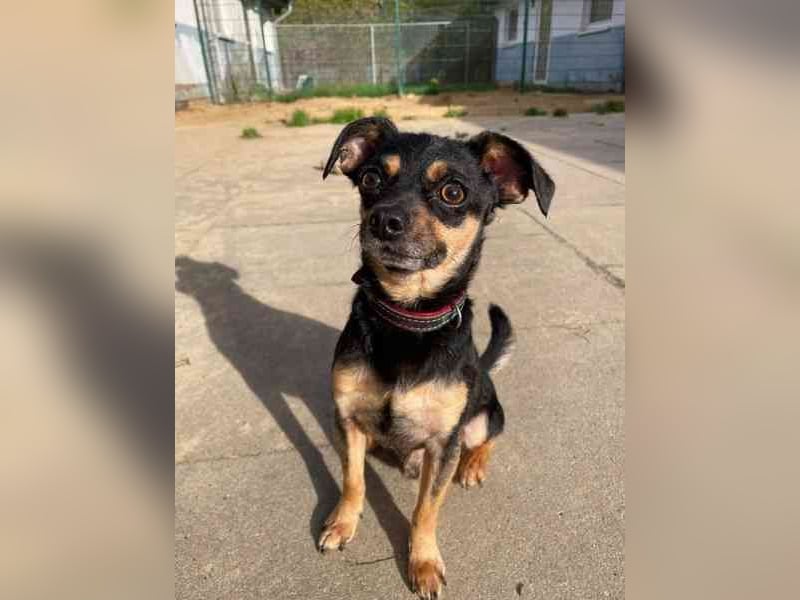 Speedy und Rambo, Zwergpinscher, geb 2023, möchten gern zusammenbleiben