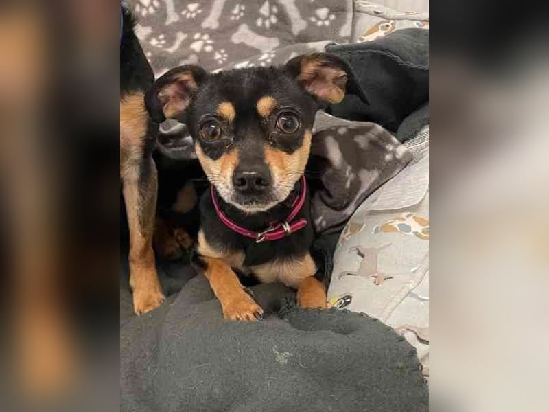 Speedy und Rambo, Zwergpinscher, geb 2023, möchten gern zusammenbleiben