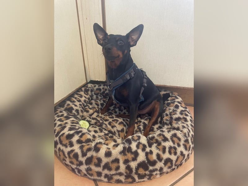 Ich biete meinen Hund an zu verkaufen