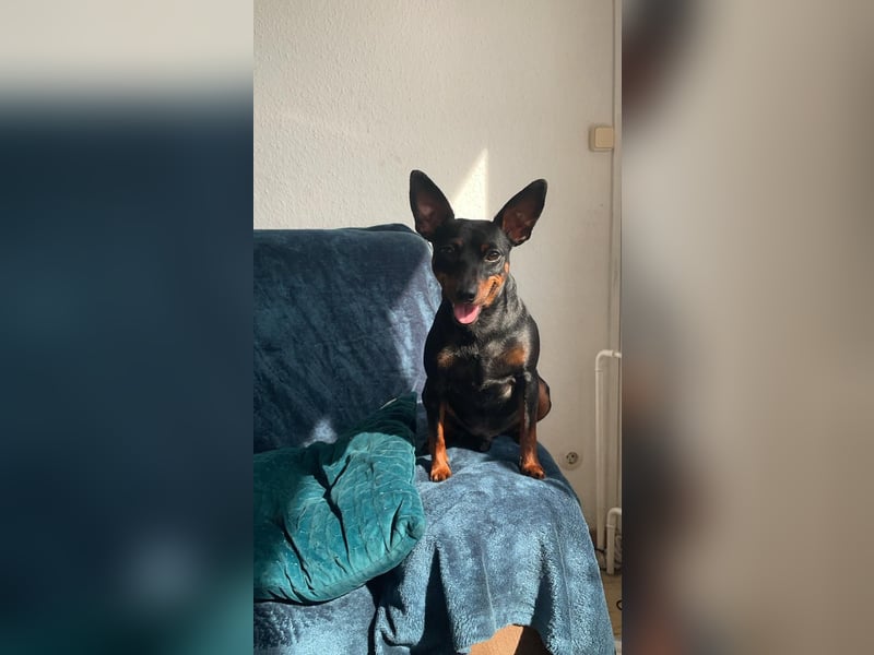 Ich biete meinen Hund an zu verkaufen