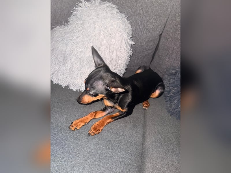 Mini Zwergpinscher,