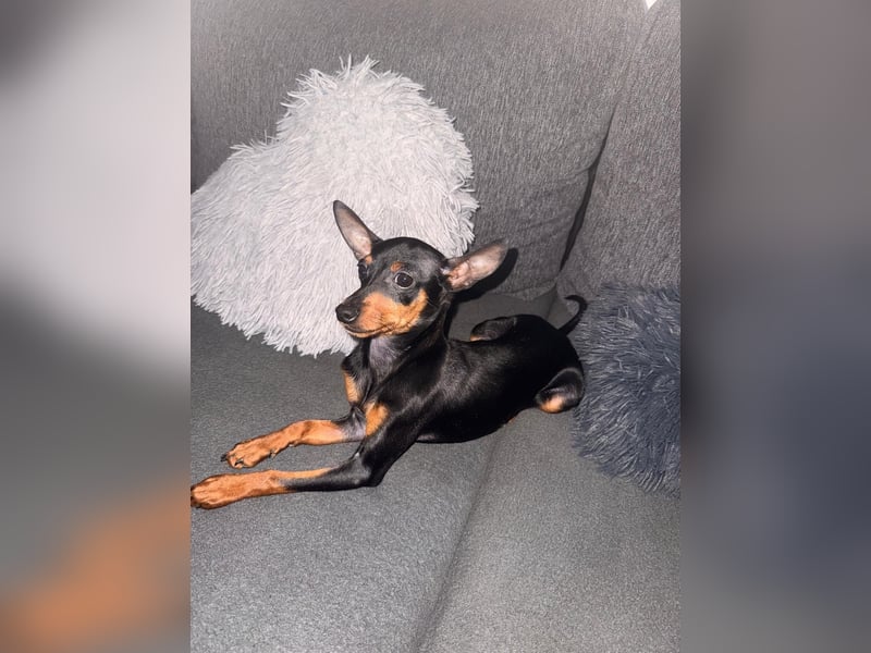 Mini Zwergpinscher,