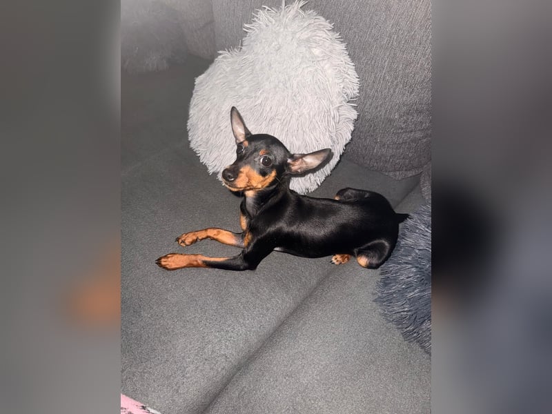 Mini Zwergpinscher,