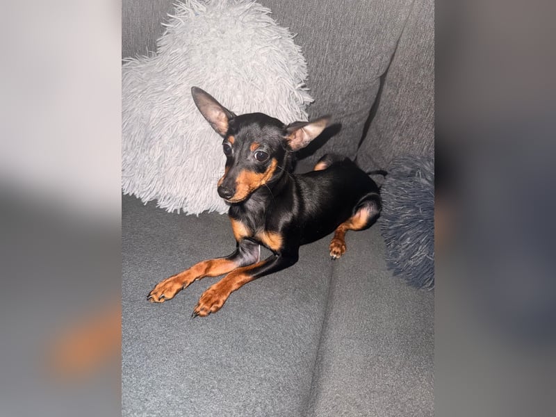 Mini Zwergpinscher,