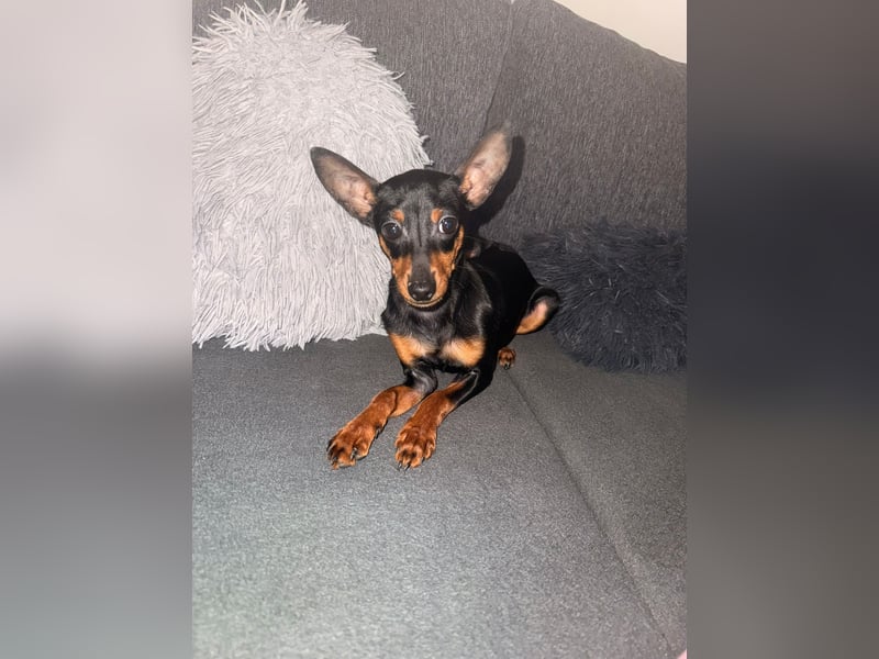 Mini Zwergpinscher,