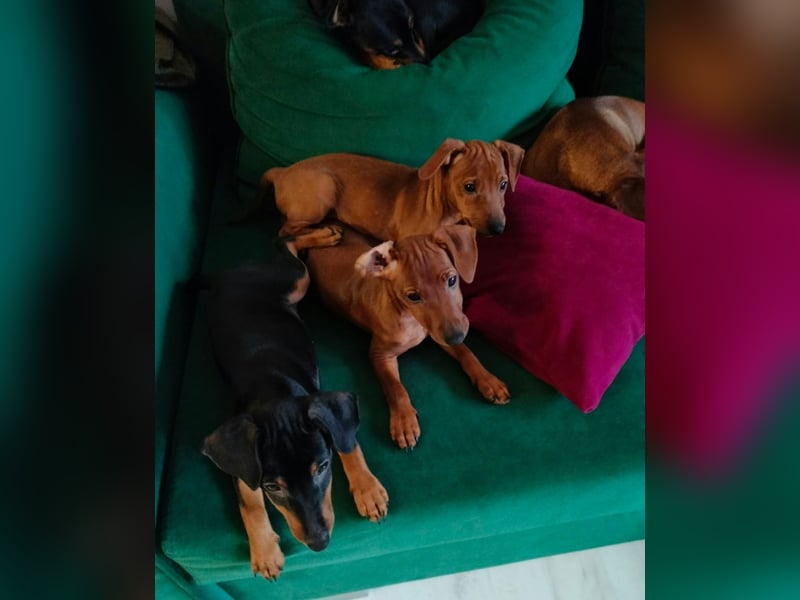 Zwergpinscher Welpen(Reinrassig) suchen ein liebevolles Zuhause