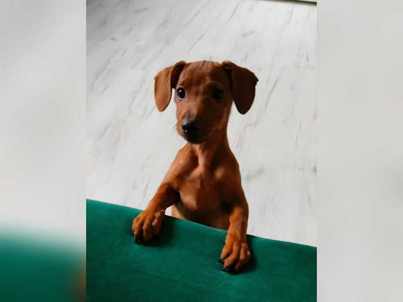 Zwergpinscher Welpen(Reinrassig) suchen ein liebevolles Zuhause