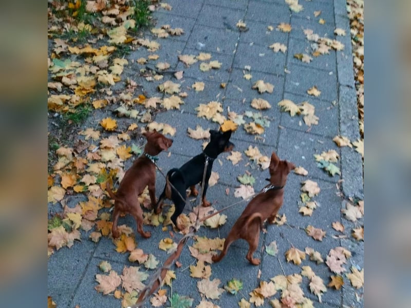 Zwergpinscher Welpen(Reinrassig) suchen ein liebevolles Zuhause