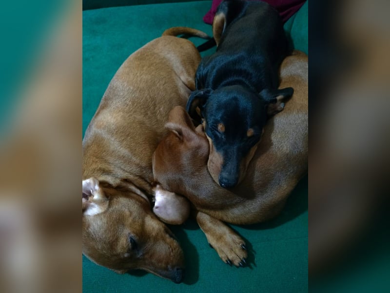 Zwergpinscher Welpen(Reinrassig) suchen ein liebevolles Zuhause