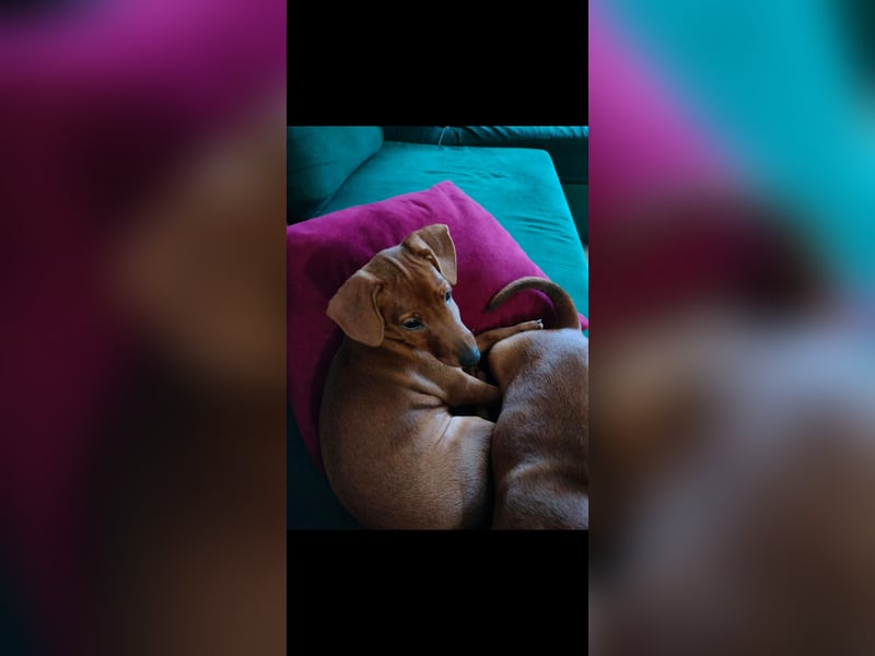 Zwergpinscher Welpen(Reinrassig) suchen ein liebevolles Zuhause