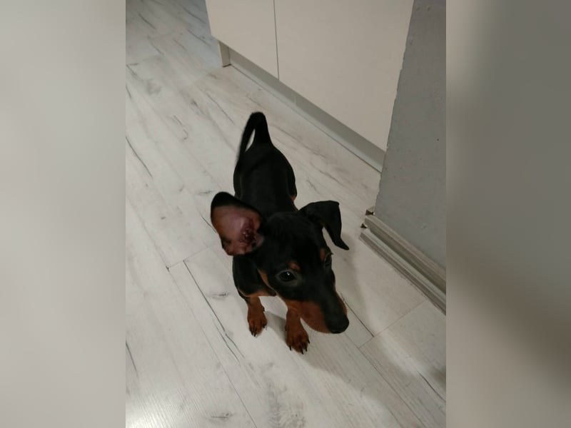 Zwergpinscher Welpen(Reinrassig) suchen ein liebevolles Zuhause