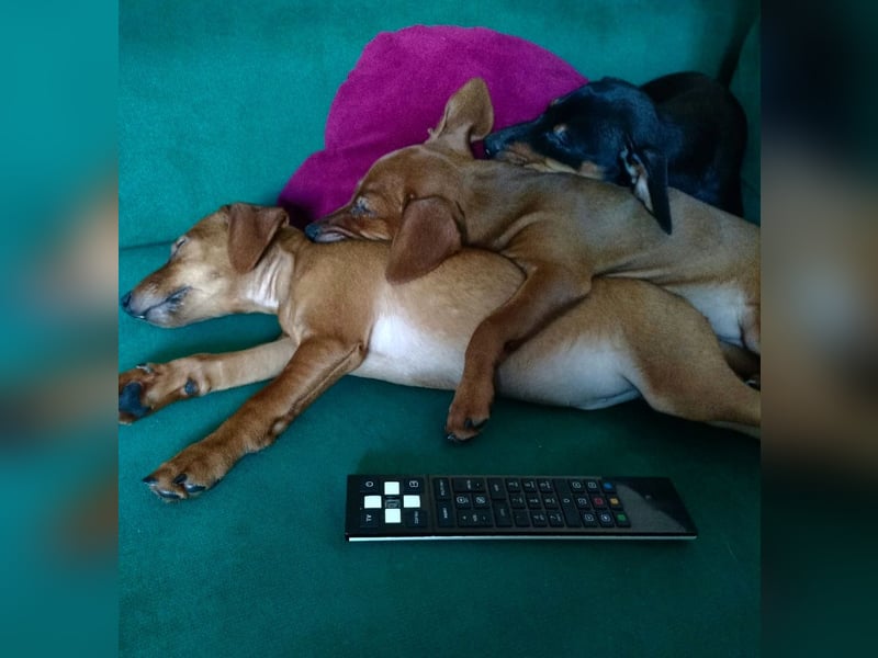 Zwergpinscher Welpen(Reinrassig) suchen ein liebevolles Zuhause