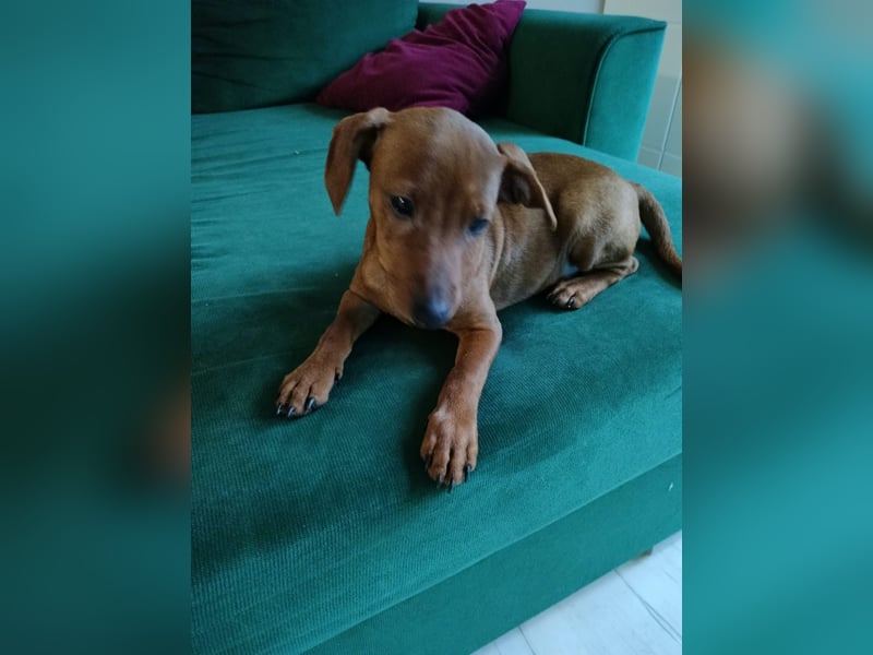 Zwergpinscher Welpen(Reinrassig) suchen ein liebevolles Zuhause