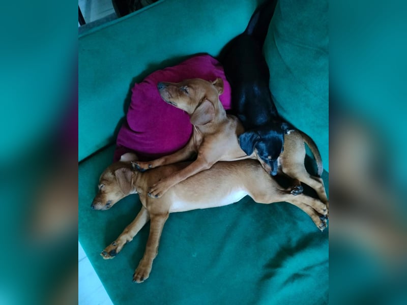 Zwergpinscher Welpen(Reinrassig) suchen ein liebevolles Zuhause