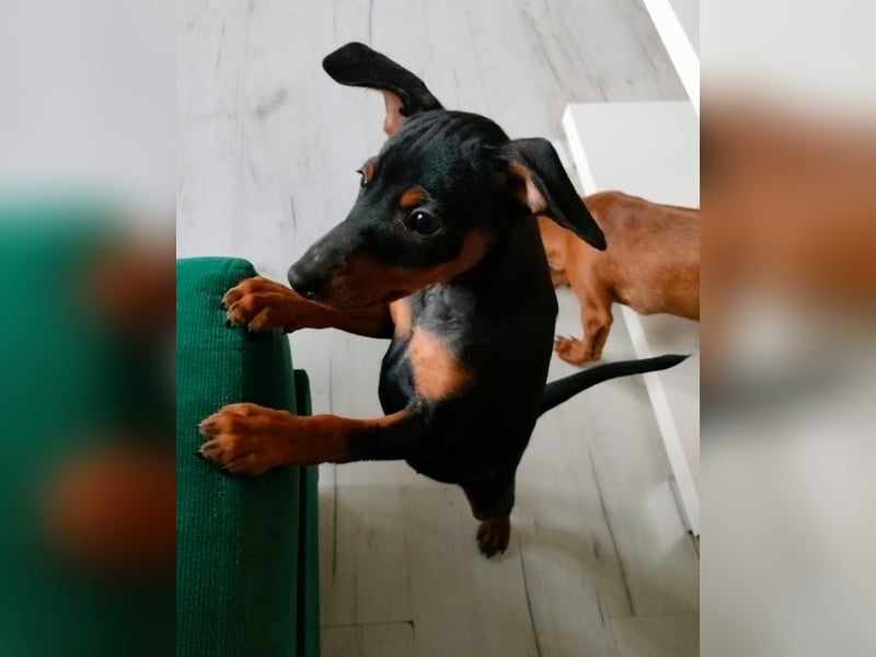 Zwergpinscher Welpen(Reinrassig) suchen ein liebevolles Zuhause