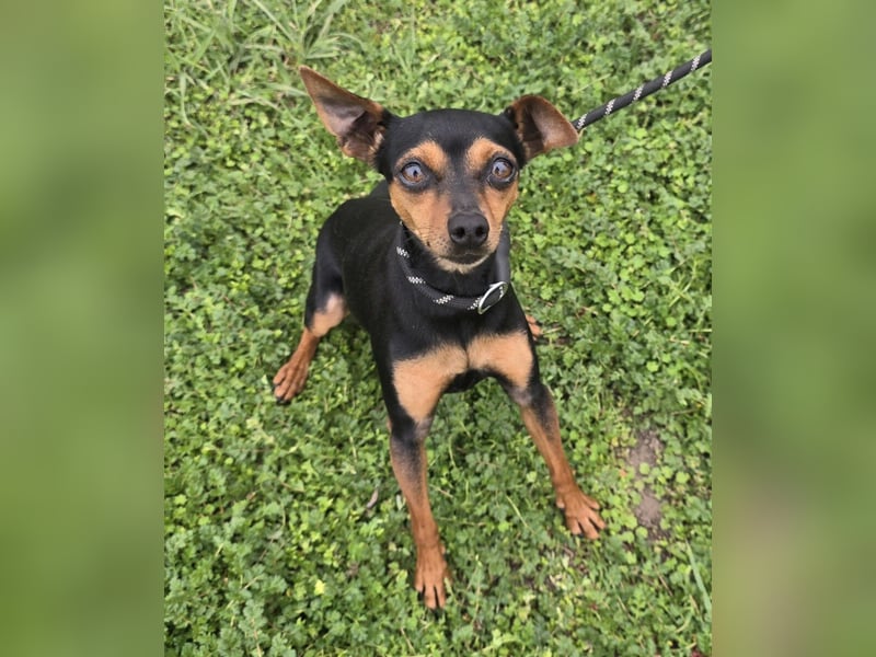 Glamour - einfach glamourös