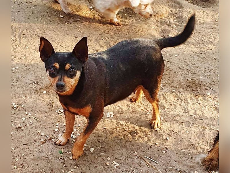  PEGGI – Kleine Lady mit großem Herz