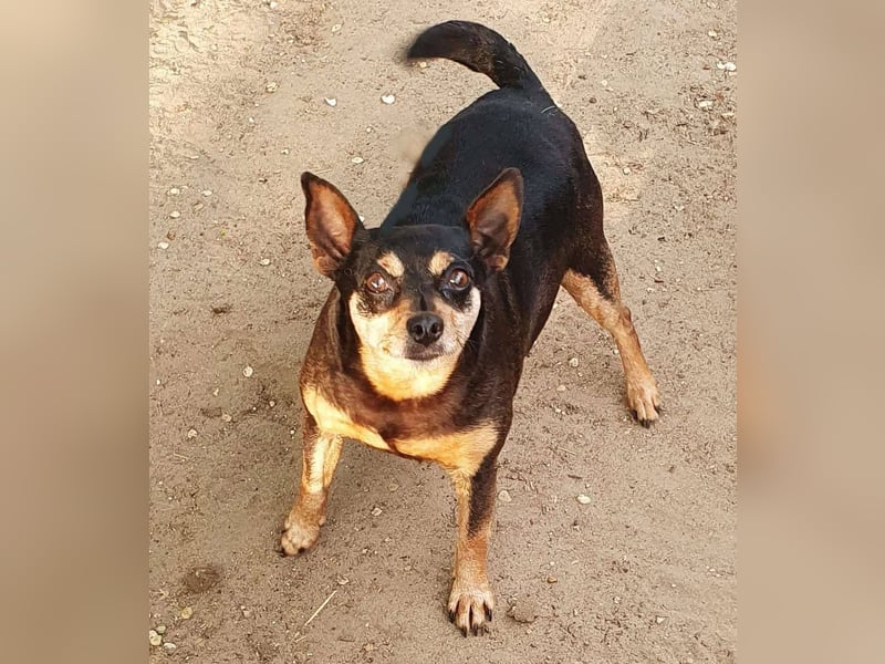  PEGGI – Kleine Lady mit großem Herz