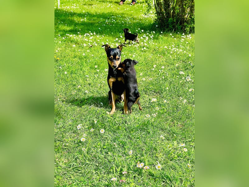 Zwergpinscher Welpen