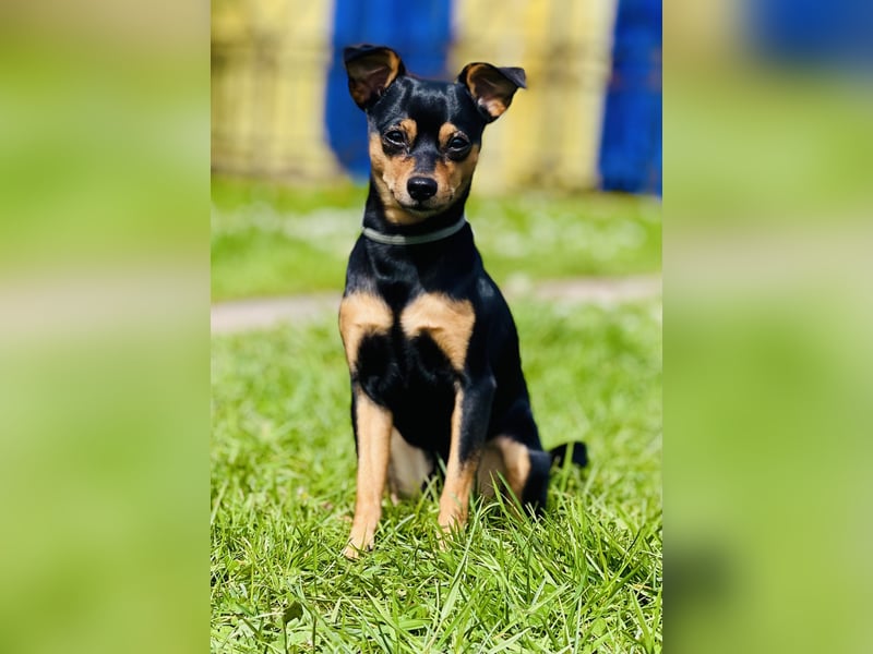 Zwergpinscher Welpen