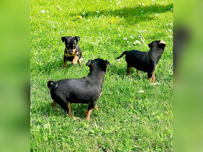 Zwergpinscher Welpen
