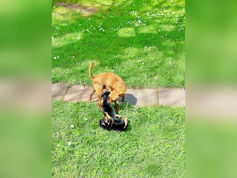 Zwergpinscher Welpen