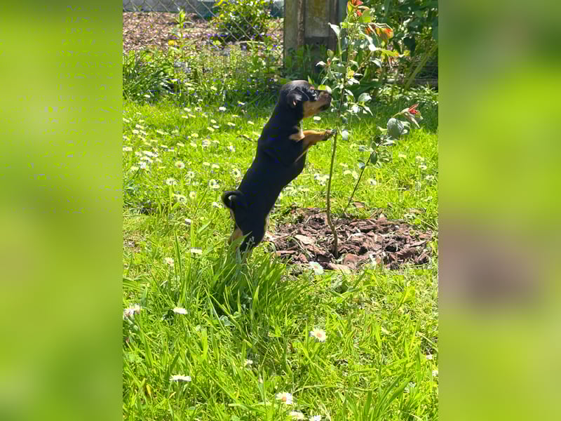 Zwergpinscher Welpen