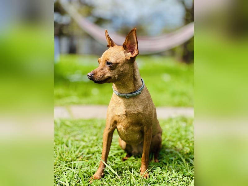 Zwergpinscher Welpen