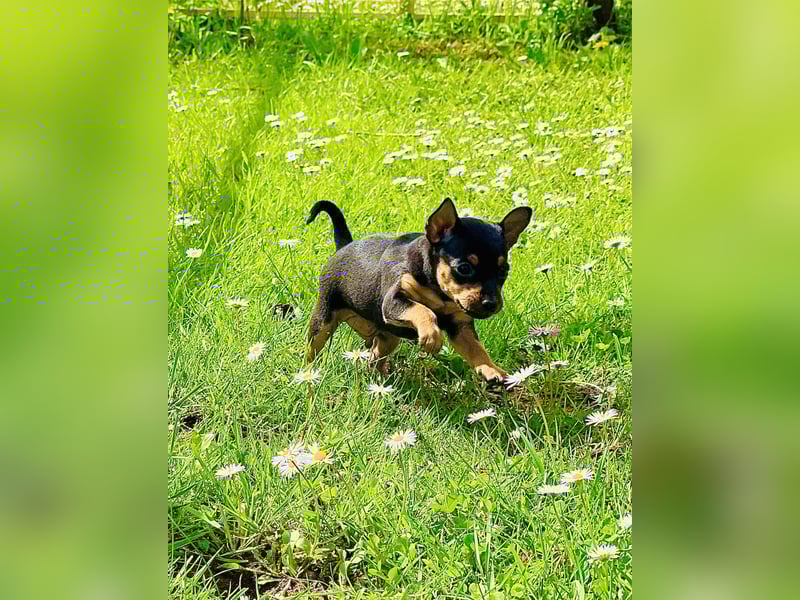 Zwergpinscher Welpen