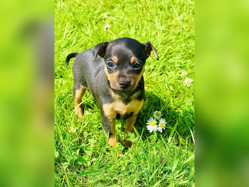 Zwergpinscher Welpen