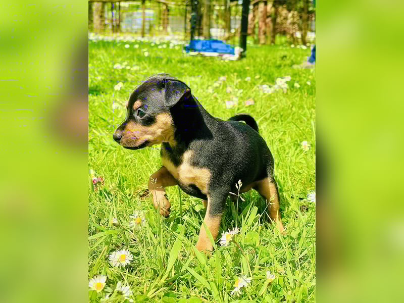 Zwergpinscher Welpen