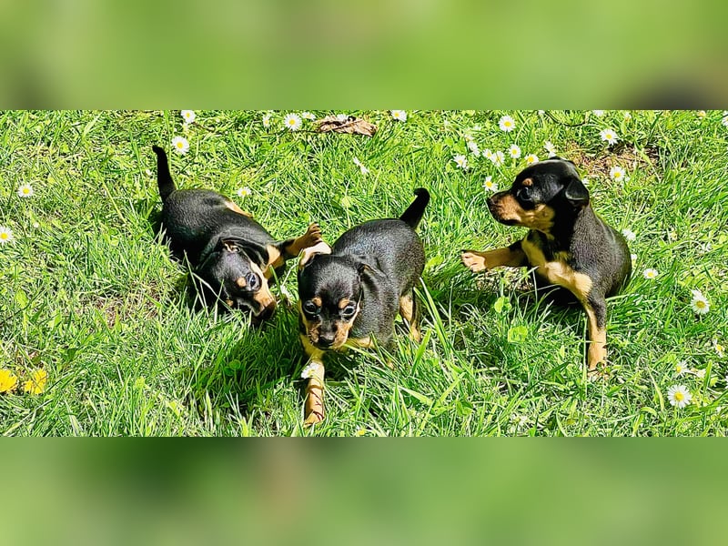 Zwergpinscher Welpen