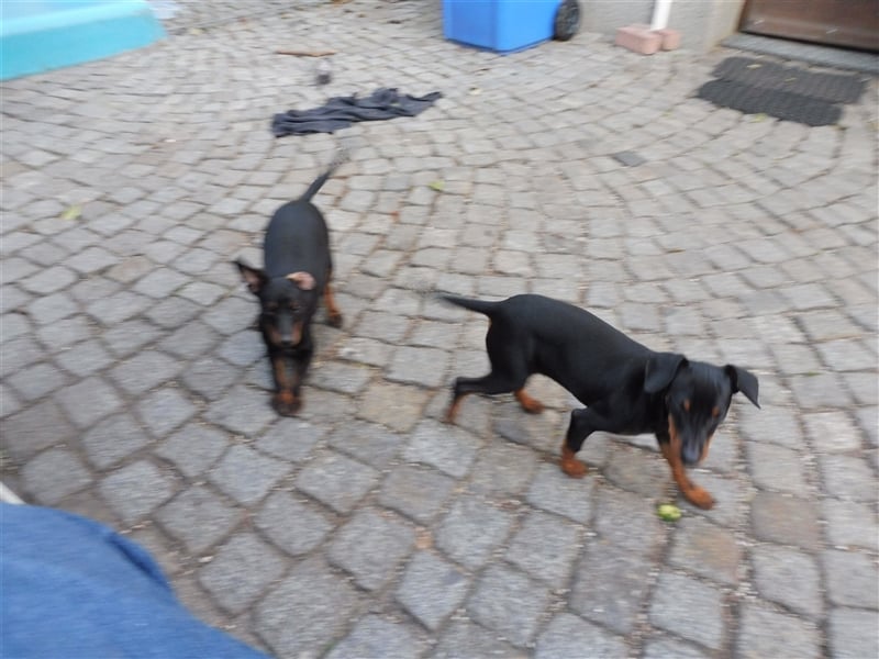 zwergpinscher welpen zu verkaufen