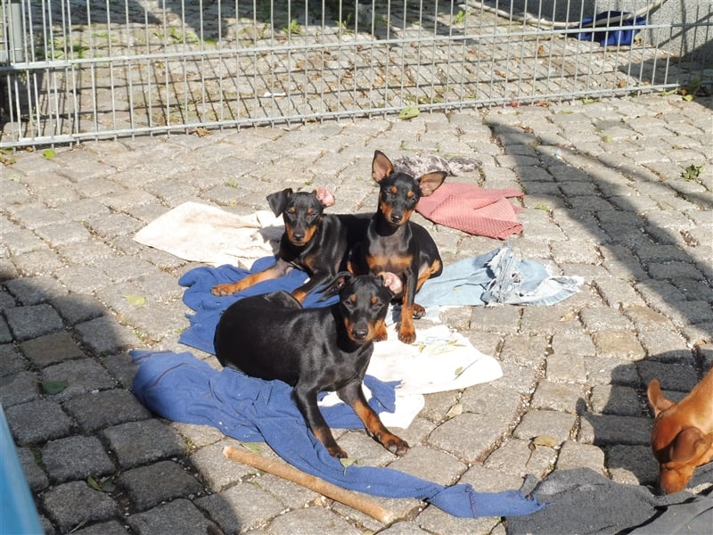 zwergpinscher welpen zu verkaufen