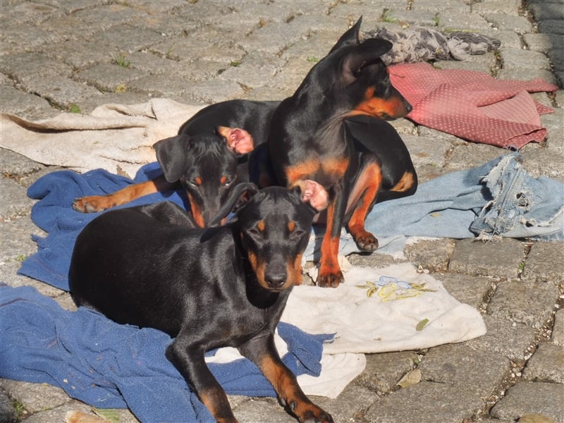 zwergpinscher welpen zu verkaufen