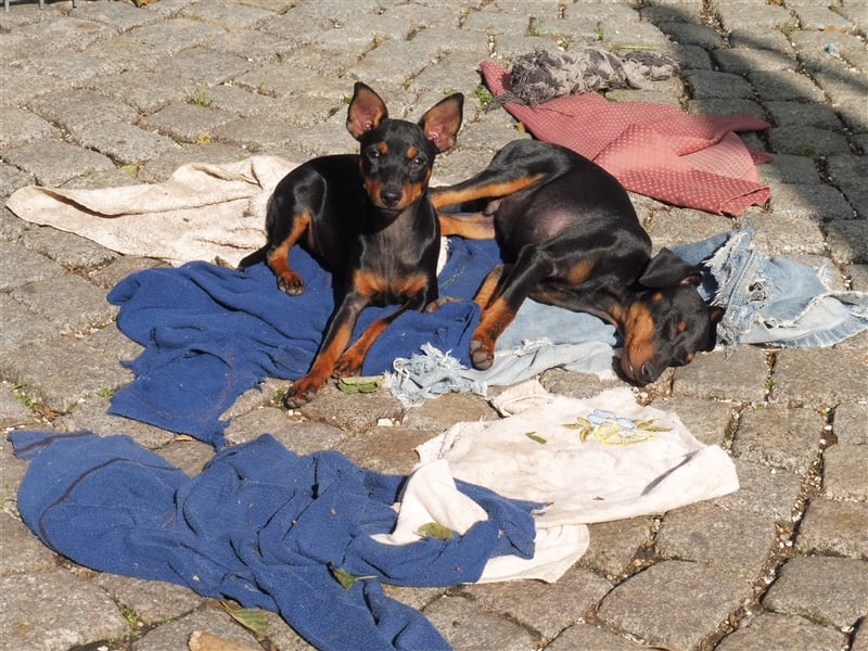 zwergpinscher welpen zu verkaufen