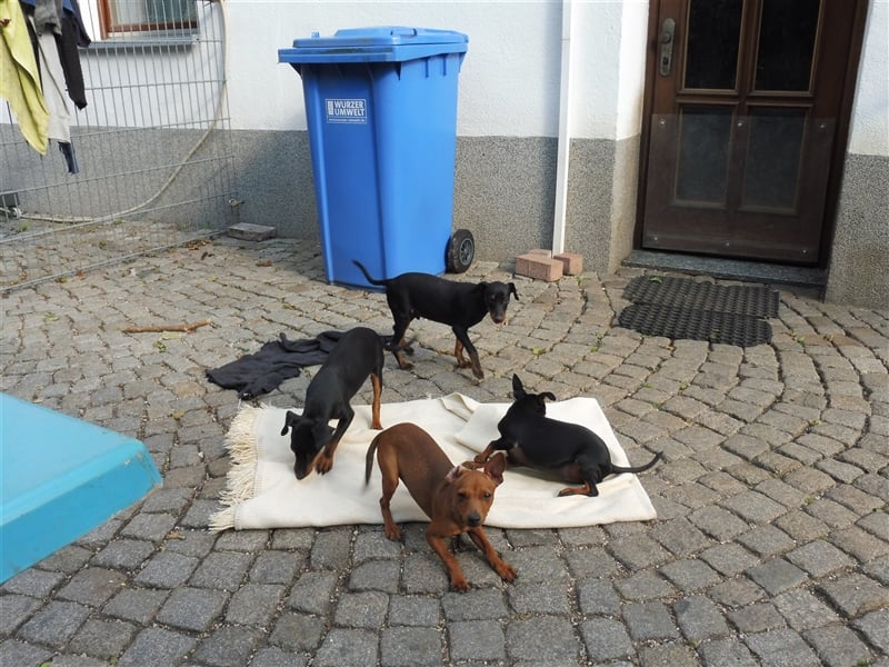 zwergpinscher welpen zu verkaufen