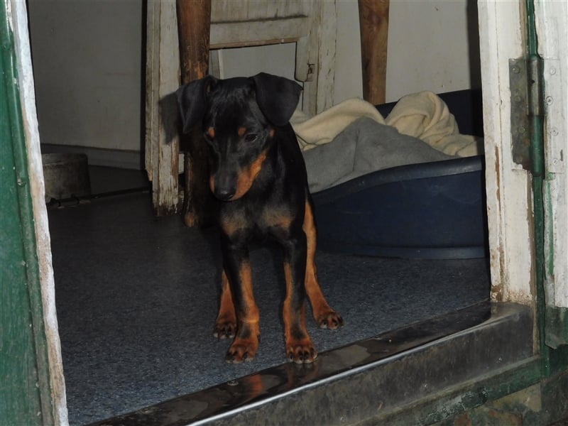 zwergpinscher welpen zu verkaufen