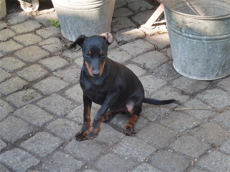 zwergpinscher welpen zu verkaufen